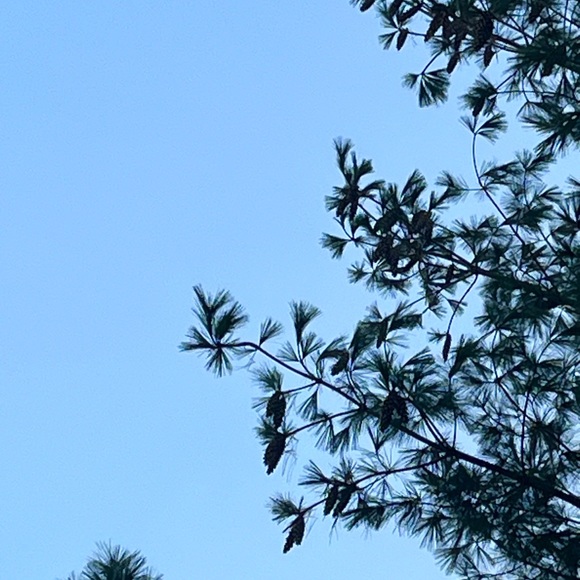 6 Pinecone Ornament Christmas Set - Picture 5 of 5